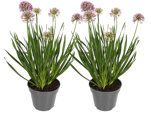 Allium 'Millennium': Samengebalde schoonheid