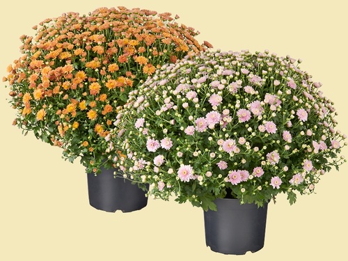 Bolchrysant: dé bol vol bloemen