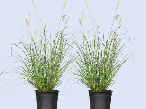 Lampenpoetsersgras, natuurlijk siergras