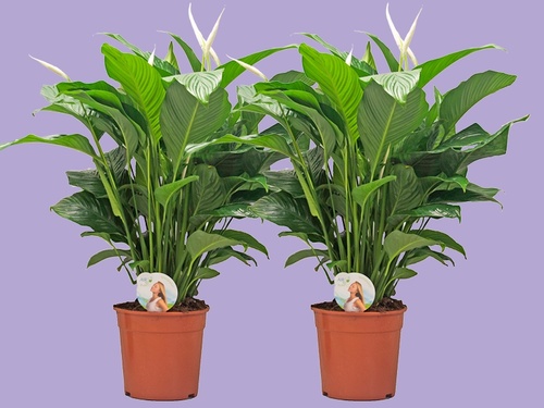 Spathiphyllum ‘Sweet Lauretta’: fris, vriendelijk en altijd stijlvol