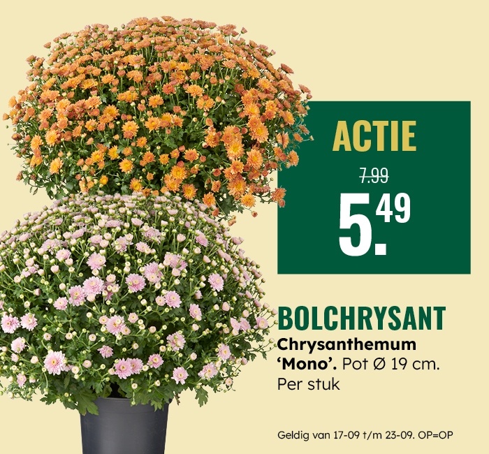 Weekaanbieding: Bolchrysant